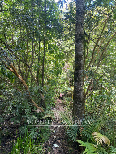 Parcela Con Casa Y Bosque En Panguipulli Ñancul, A...