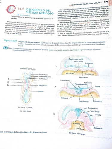 Tortora 13 - Principios De Anatomía Y Fisiología Full Color
