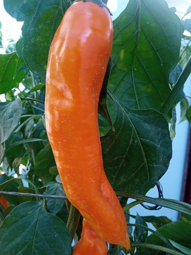 Imagen 3 de 3 de Semillas Ají Amarillo - Pimiento Raro X Sobre Huerta