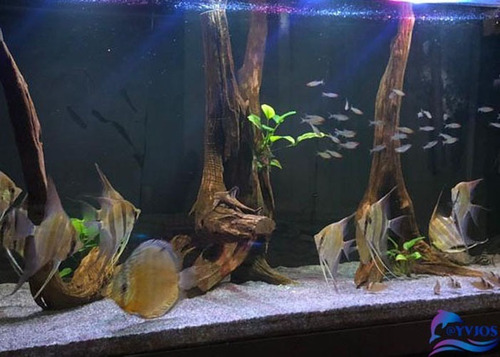Lampara Barra Led Acuario 50-70cm 27w Maximo 1900 Lumenes