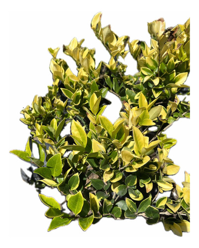 Planta Cerco Vivo Óleo Texano Olea Laurel De Flor Laurentino