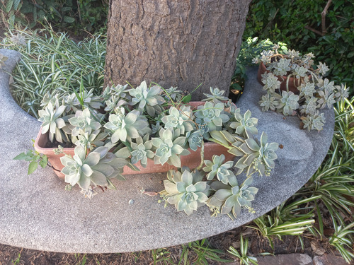 Suculenta Graptopetalum Paraguayense Varias Plantas C/maceta