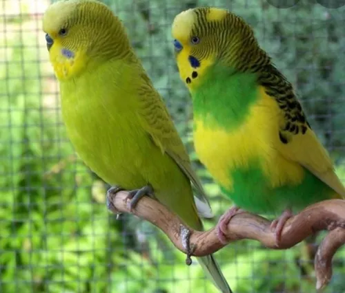 Pericos Australianos Pareja