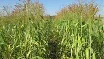 Comprar Sorgo Vassoura 2 Kg Sementes- Produção De Vassoura Caipira