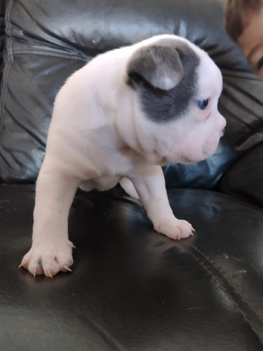 Imagem 3 de 4 de Bulldog Francês Exótico Blue Pied