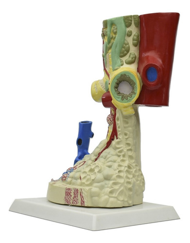Modelo Anatomico De Alveolo Pulmonar Gigante