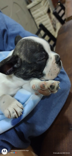 Imagen 5 de 5 de Bulldogs Frances