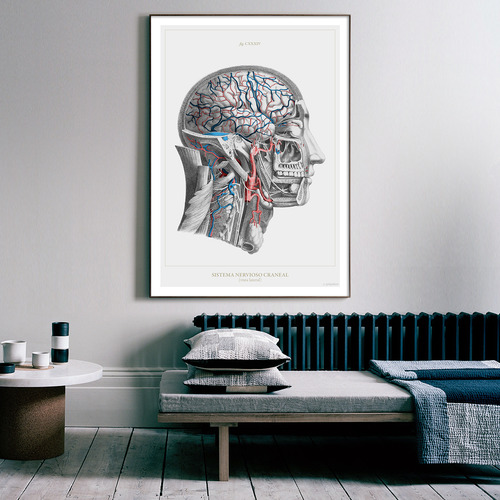 Anatomía Humana 60-61-62-63-64-65-66-67-68-69-70-60bis