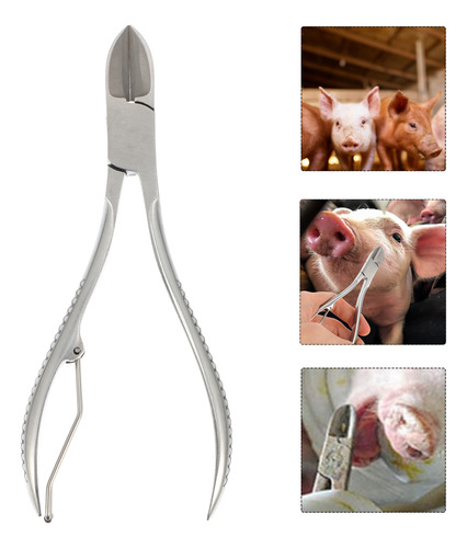 Pinza De Conejo Con Dientes De Cerdo
