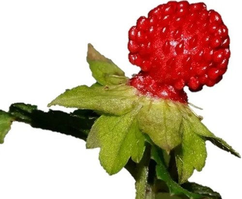 Planta De Fresa India Potentilla Indica Exótica