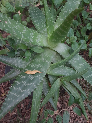 Aloe Vera, Organicas