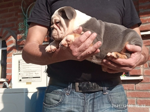 Imagen 6 de 9 de Bulldog Ingles