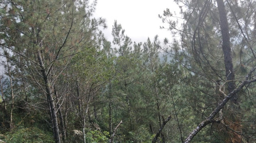 Terreno En Venta Hermoso En Arroyo Bonito - Constanza