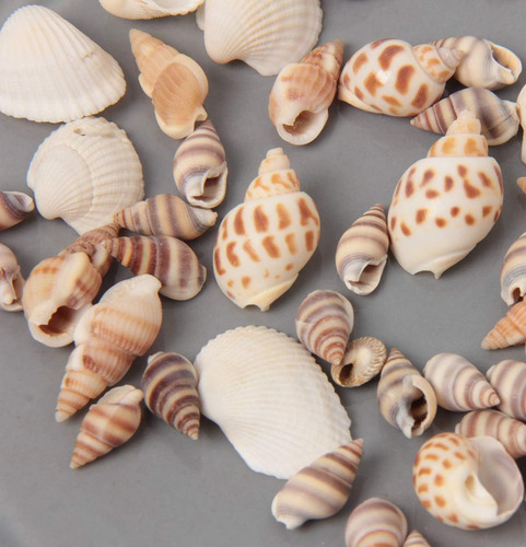 Ira Pollitt Tiny Natural Mezcled Ocean Shells Tiny Miniature