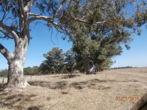 Imagen 10 de 25 de Campo Alto A 60 Km Del Ovelisco 376 Hectareas Con Mejoras