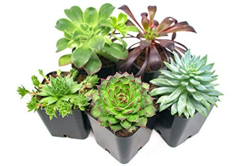 Las Plantas Suculentas (5 Pack), Totalmente Enraizados En La