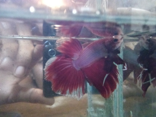 Imagen 1 de 6 de Peces Bettas