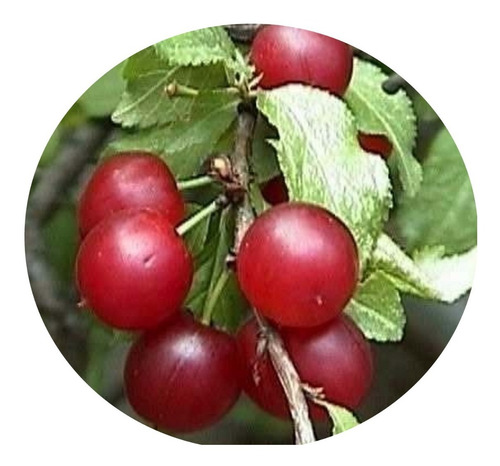 Imagem 1 de 4 de Muda Mini Cerejeira - Carrega Flores E Frutos Na Primavera.
