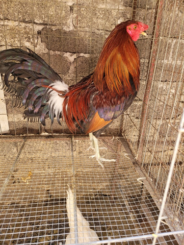 Gallos De Pelea (Usado)