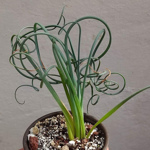 10 Semillas De Albuca Spiralis