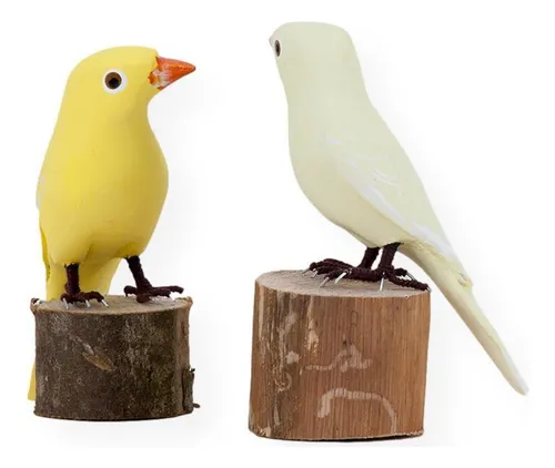 Aves de Madeira: pareja de canarios (21a7)