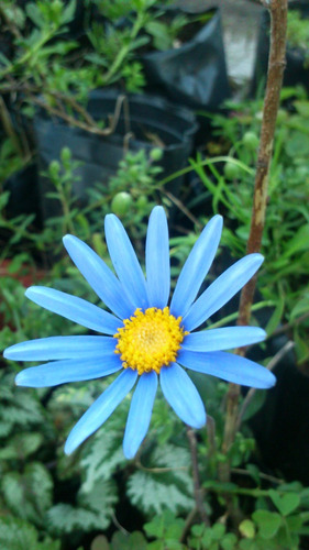Planta Margarita Azul Felicia
