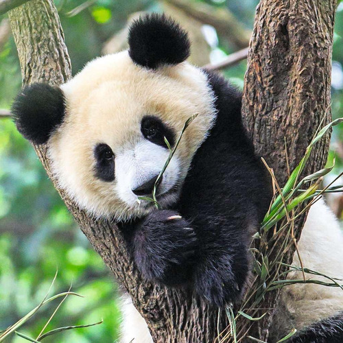 Rompecabezas Ravensburger Animales Selva Para Niños 1-5 Añ-