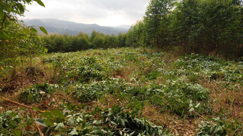 Imagem 3 de 7 de J08- Lotes 1000mts De Frente Com A Represa Igaratá 35 Mil
