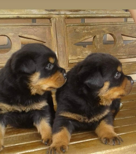 Filhotes Machos E Femeas De Rottweiler - Importados