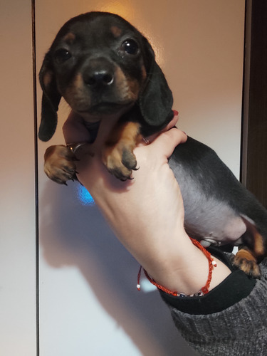 Mini Salchicha. Únicos 100%puros