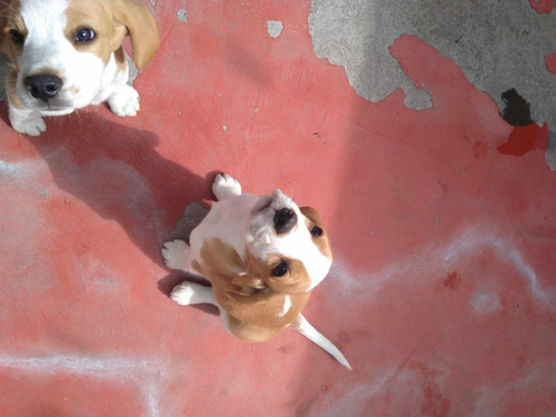 Cachorros Beagle Bicolor
