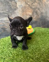 Comprar Exclusivos Cachorros Bulldog Francés En Venta