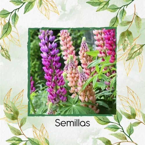 35 Semillas De Flor Lupino + Kit De Germinación