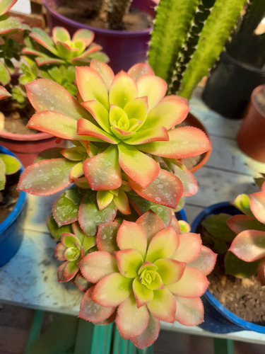 Suculenta Aeonium Kiwi Maceta 14 Tricolor Pleno Sol