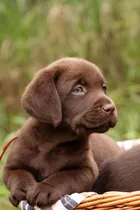 Comprar Cachorros Labrador Puros Sanos Robustos C Vacuna Y Cert S.
