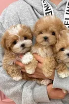 Comprar Maltipoo Hermosos Cachorros Adorables