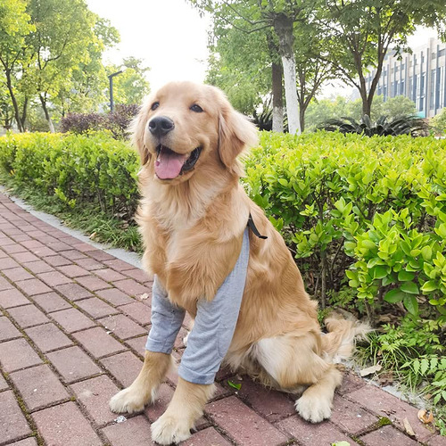 Traje De Recuperación Para Perros Para Patas Delanteras, Ma