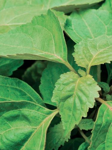 Aceite Esencial Europeo De Menta 100% Puro Multiusos 10ml