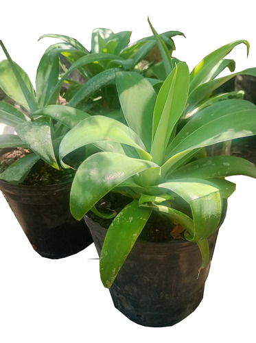 Agave Attenuata