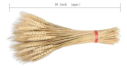 Gtidea Espigas De Trigo Natural Secas, Decoración De.