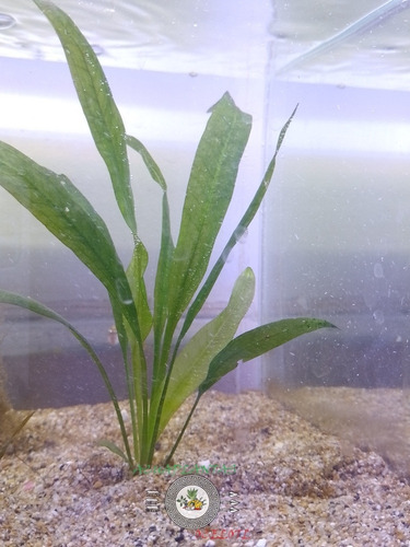 Decoración P/acuarios Amazona Espada Echinodorus X3 Tallos