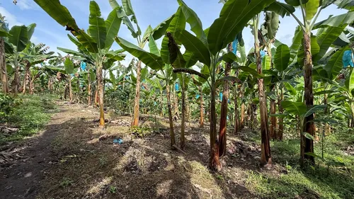 Finca Cafetera En Venta Calarca 14 Cuadras