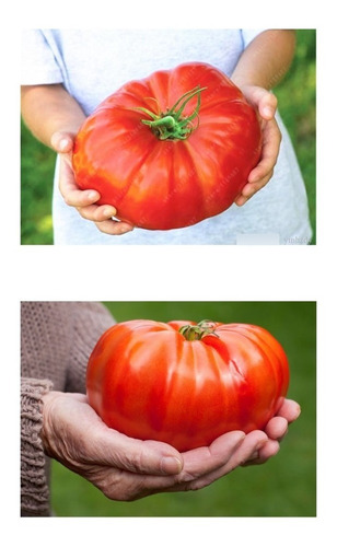 20 Sementes Tomate Gigante Do Guinness Recorde Mundial 3,2kg