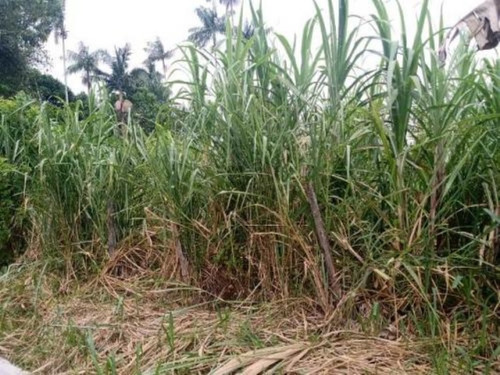 Imagem 10 de 12 de Chácara Em Itariri, No Bairro Ana Dias, Com 1.000 M² De Área Total E Com Vaga Para 20 Automóveis Ref: 7769/ac