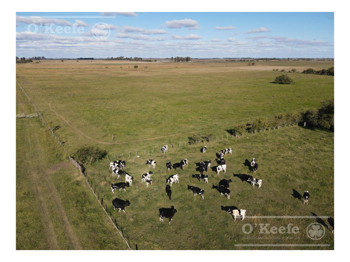 Imagen 3 de 16 de Campo Mixto De 280 Has En Venta Con Inmejorable Acceso Sobre Asfalto En Ranchos - Oportunidad !