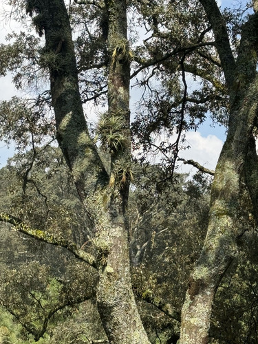 Vendo Terreno Boscoso De 11 Hectáreas En Jilótepec