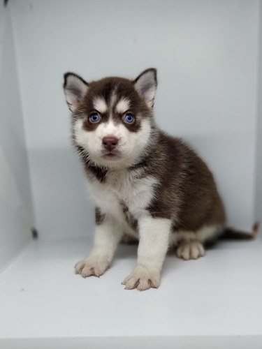 Husky Siberianos Puros .