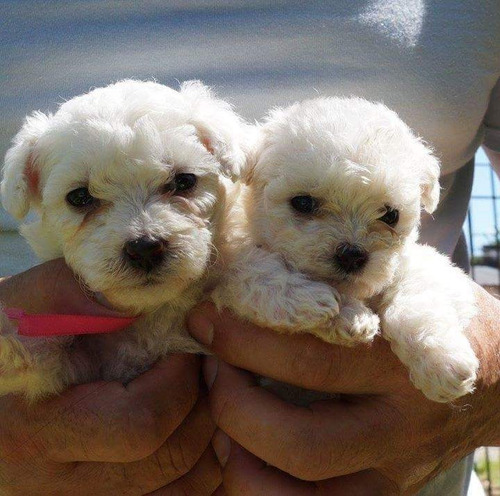Cachorros Poodle Mini Toy