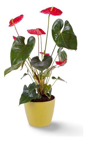 Planta Cactus Para Regalar En Comuniones