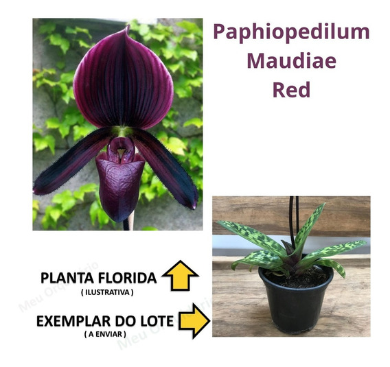 Orquidea ( Sapatinho ) Paphiopedilum Maudiae Red - Adulta